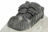 Large Phacopid (Drotops) Trilobite - Nice Eye Preservation #233836-5